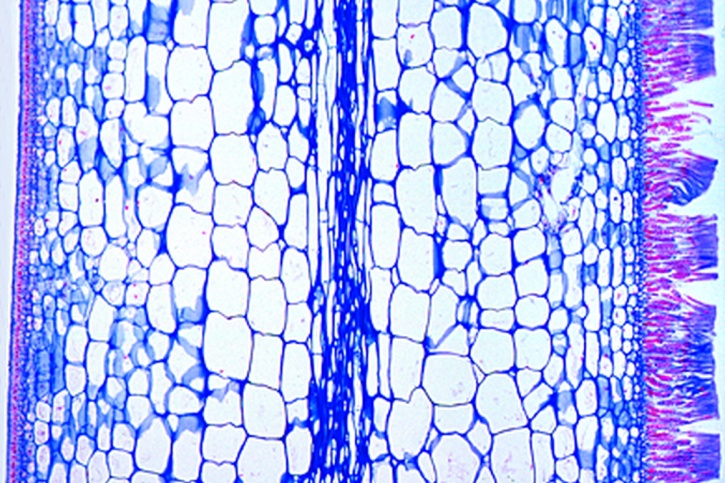 Mikropräparat - Laminaria saccharina, Zuckertang, Thallus mit Sporangien quer