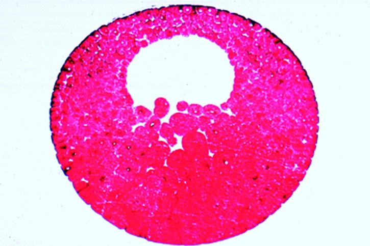 Mikropräparat - Frosch, Blastula, Längsschnitt. Blastocoel