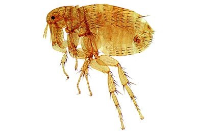Mikropräparat - Xenopsylla cheopis, Weibchen total