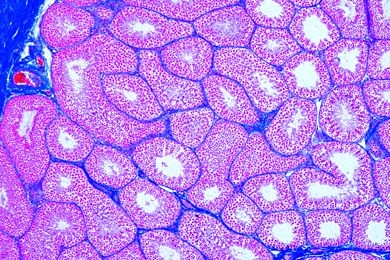 Mikropräparat - Hoden vom Rind, quer. Spermatogenese