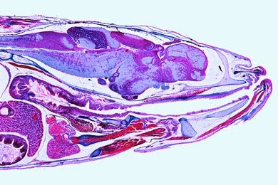 Mikropräparat - Süßwasserfisch, Kopf mit Gehirn, sagittal längs