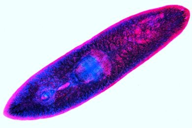 Mikropräparat - Planaria, Strudelwurm, ganzes Tier, Totalpräparat