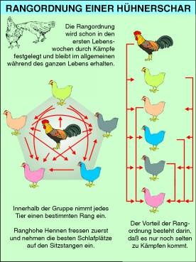 Transparentsatz Rangordnung (Hühnerschar)