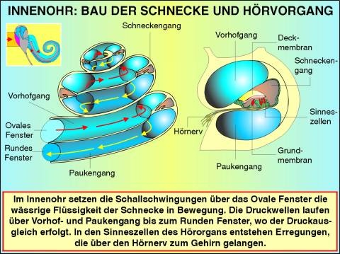 Transparentsatz Das Innenohr