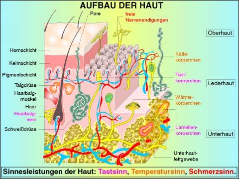 Digitale Folien auf CD, Die Haut