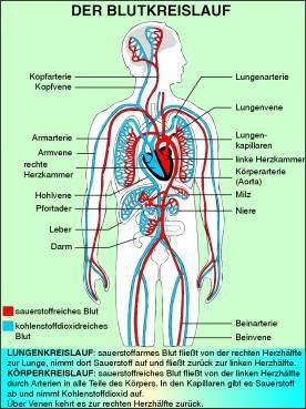 Transparentsatz Der Blutkreislauf