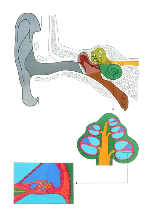 Anatomische Wandkarte Ohr