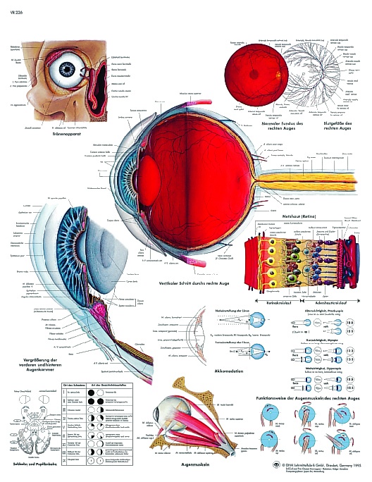 Anatomische Lehrtafel, Das menschliche Auge