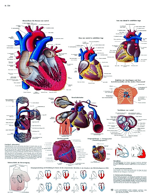 Anatomische Lehrtafel, Das menschliche Herz - Anatomie und Physiologie