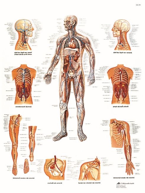 Anatomische Lehrtafel, Das Gefäßsystem