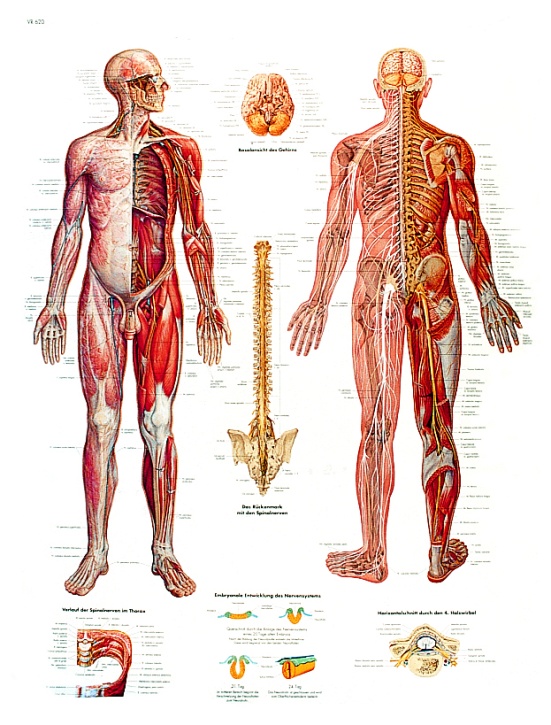 Anatomische Lehrtafel, Das Nervensystem