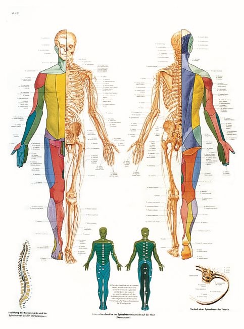 Anatomische Lehrtafel, Das periphere Nervensystem
