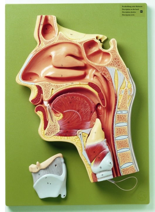 Medianschnitt der Nase-, Mund- und Rachenhöhle