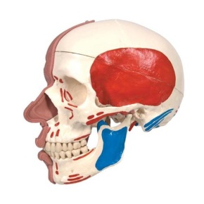 Schädel mit Gesichtsmuskulatur