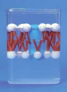 Biomembran-Modell, 18x12x6 cm