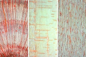 Mikropräparat - Pinus, Kiefer, Holz, drei Schnitte: quer, radial und tangential
