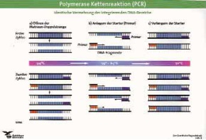 Schlüter-Kit: Genetischer Fingerabdruck