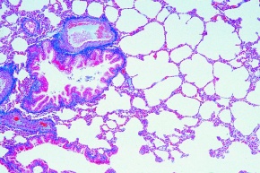 Mikropräparate - Normale Histologie des Menschen I, Große Serie Teil I, 50 Präparate