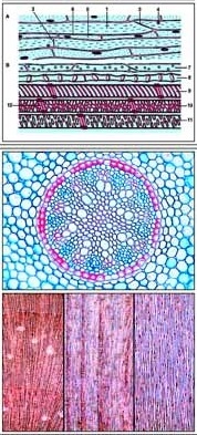 Transparentemappe Blütenlose Pflanzen (Anatomie der Kryptogamen)