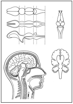Skizzenblätter Biologie des Menschen, Teil III Steuerung, Lehrerexemplar