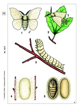 Insekten, Basissatz von 6 Einheiten, Lehrerpaket