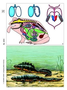 Frosch Histologie (Rana), Basissatz von 12 Einheiten, Schülersat