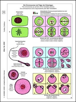 Mikropräparat Multimedia Paket Mitose und Meiose (Zellteilung), Basissatz von 6 Einheiten, Schülersatz