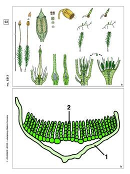 Blütenlose Pflanzen (Cryptogamen), Ergänzungssatz von 12 Einheit
