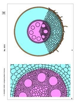 Blütenpflanzen, Wurzeln, Basissatz von 6 slides, Schülersatz