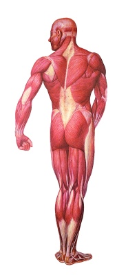 Anatomische Wandkarte Die Muskulatur, Rückseite