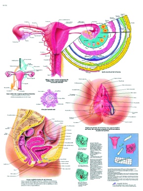 Anatomische Lehrtafel, Die weiblichen Genitalorgane