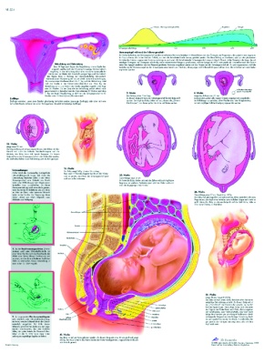 Anatomische Lehrtafel, Schwangerschaft